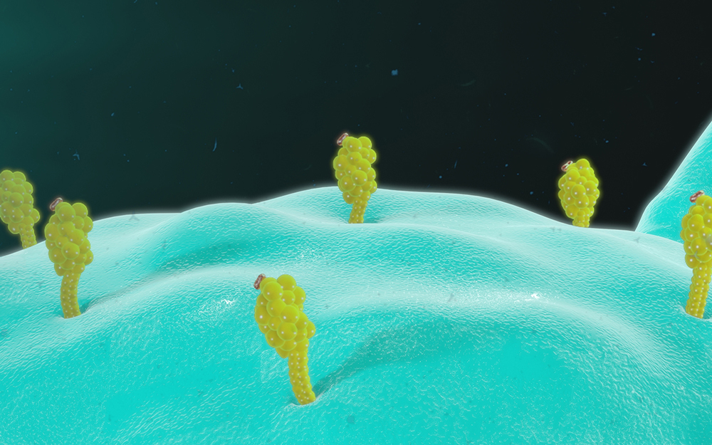 Proteins in immune system.