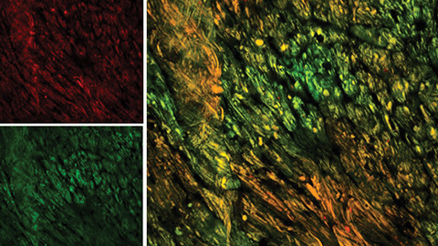 Mitochondria glowing with different colors